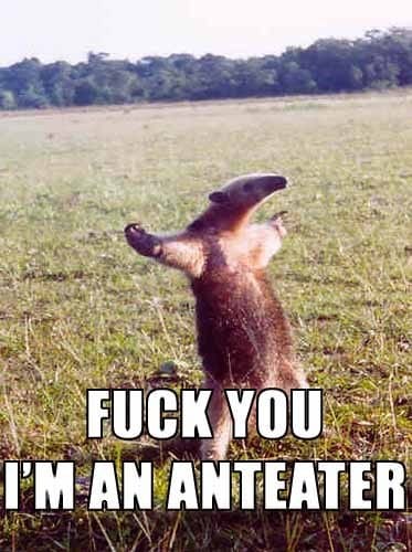 Fuck You I'm an Anteater
